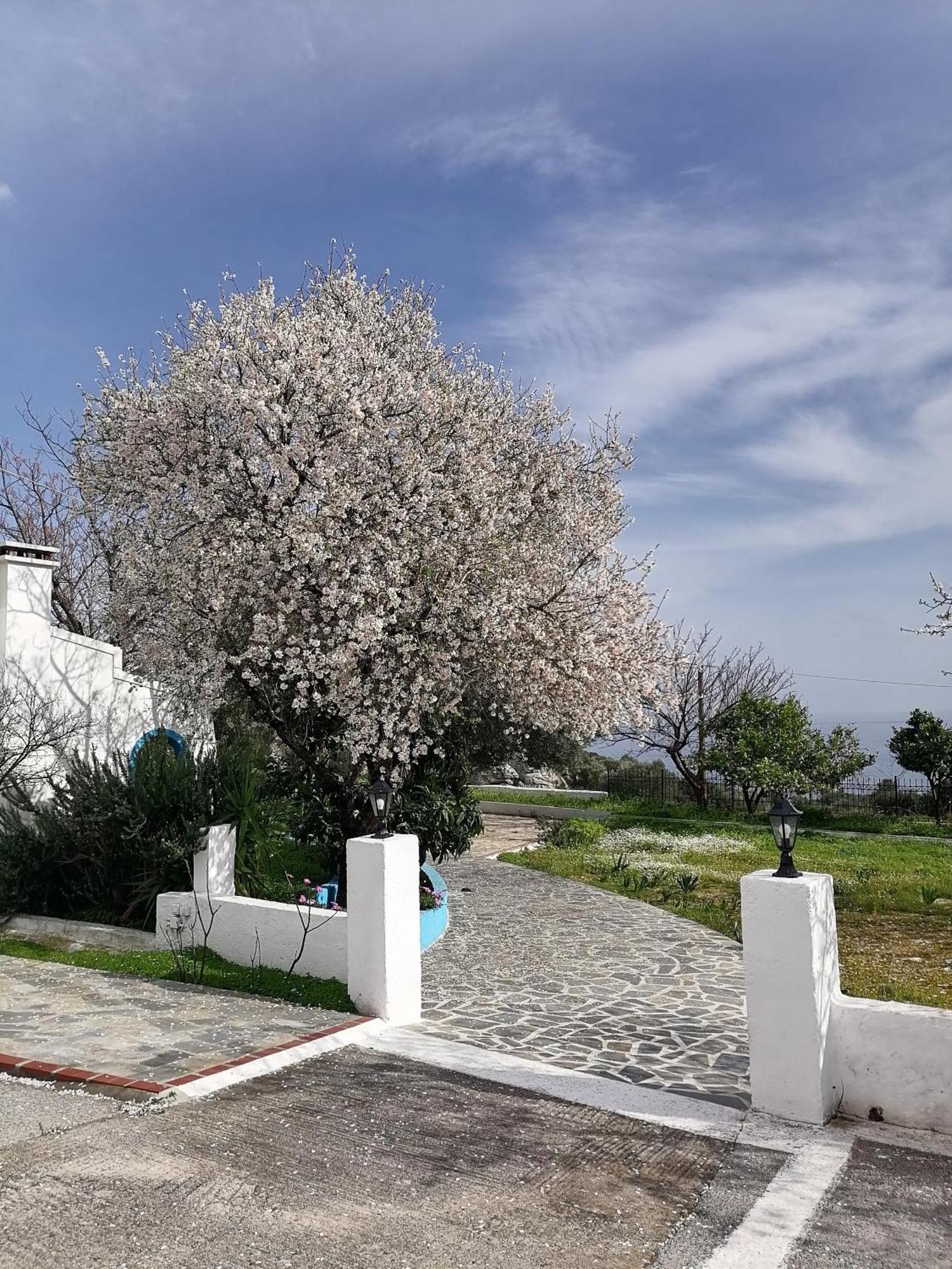Studios Ioanna Limnionas Samos Marathokampos Exterior photo